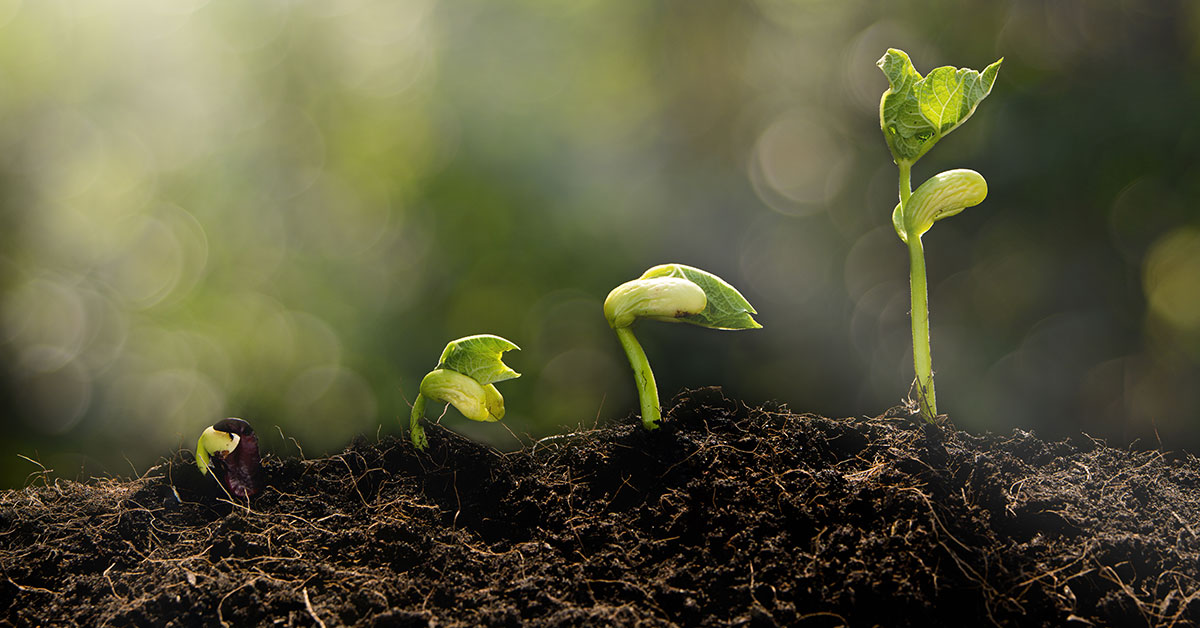 Green plant sprouts in fresh soil